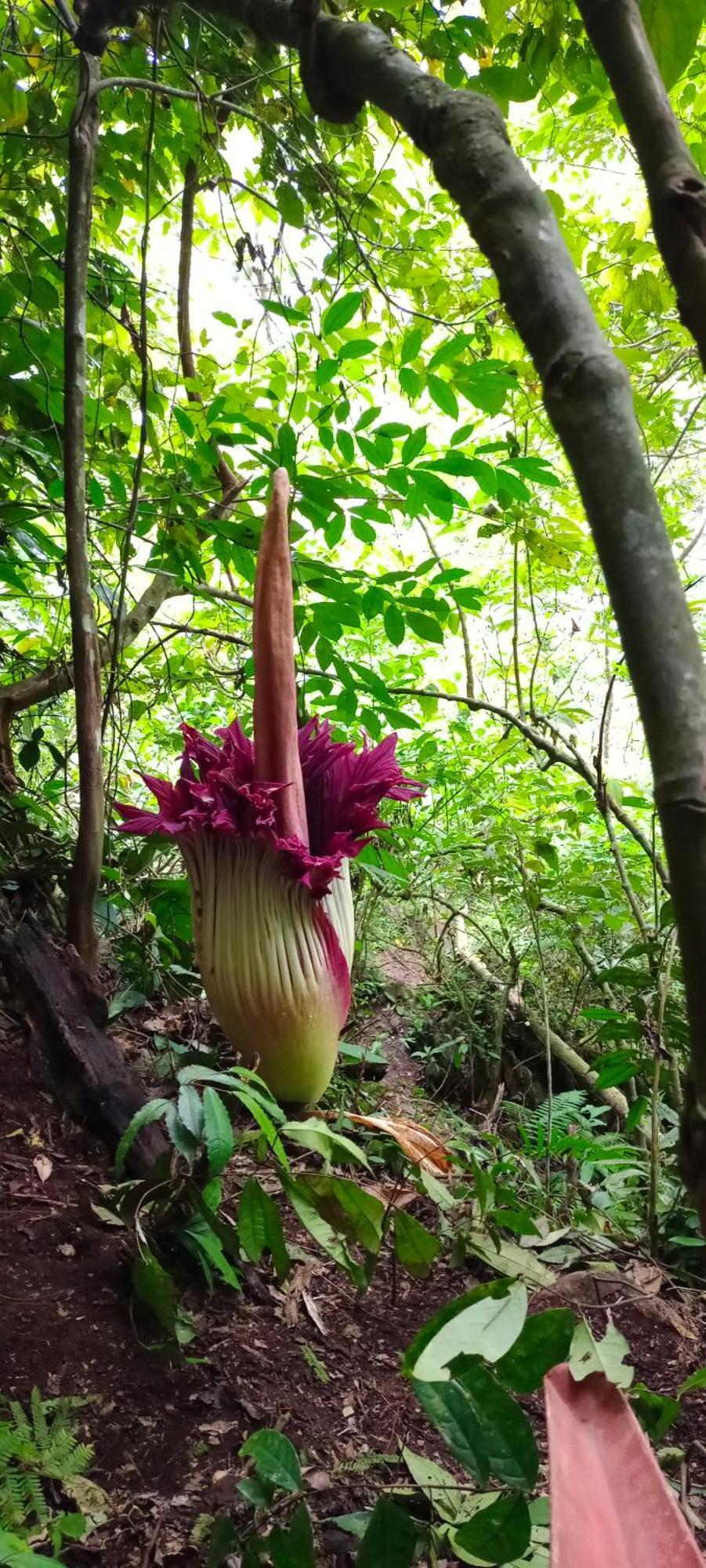 塔卡瀚绿色山林小屋 Tangkahan 外观 照片