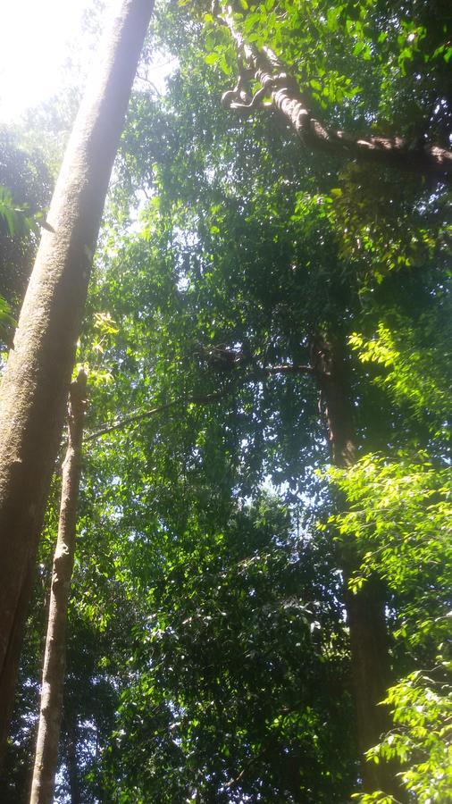 塔卡瀚绿色山林小屋 Tangkahan 外观 照片