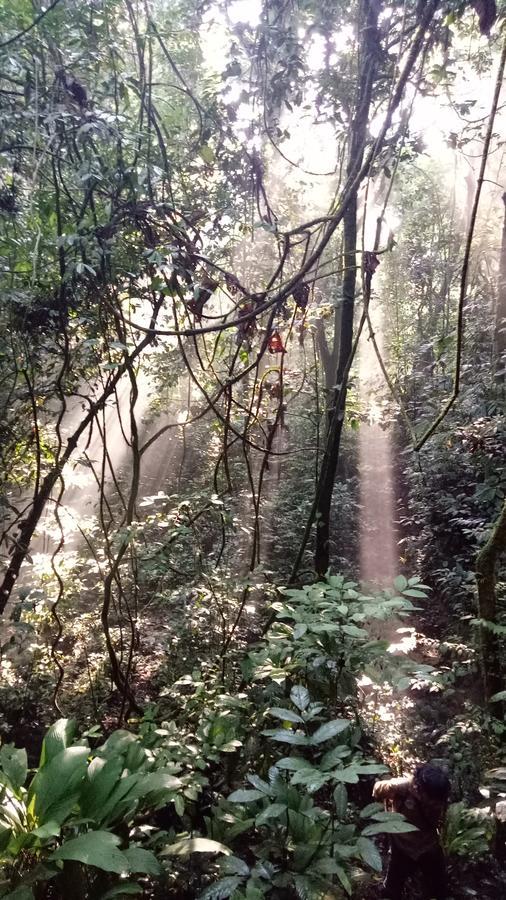 塔卡瀚绿色山林小屋 Tangkahan 外观 照片