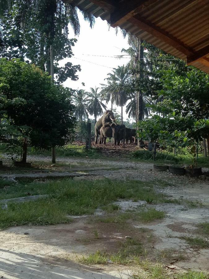 塔卡瀚绿色山林小屋 Tangkahan 外观 照片